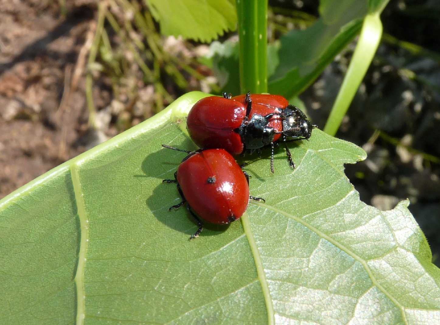 Chrysomela populi